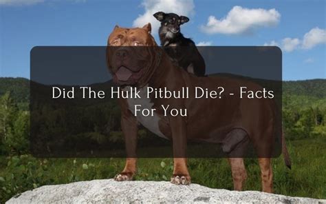 did pitbull die